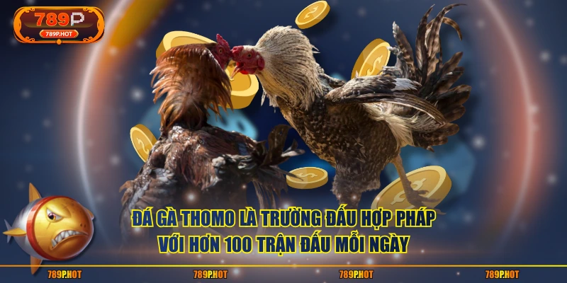 Đá gà Thomo là trường đấu hợp pháp với hơn 100 trận đấu mỗi ngày